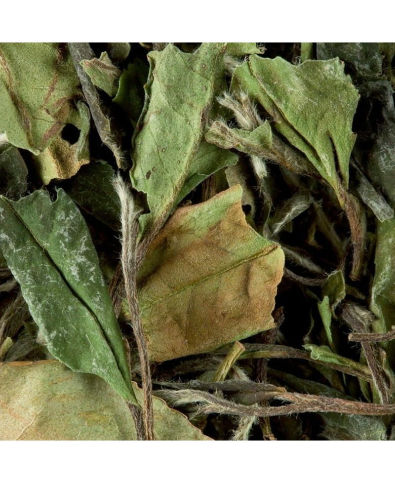 Paï Mu Tan